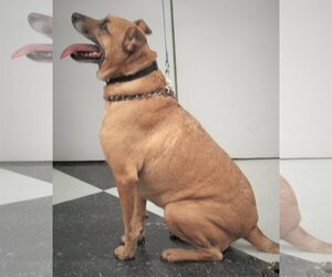 Dachshund-Unknown Mix Dogs for adoption in Conroe, TX, USA