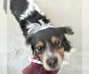 Borador Dogs for adoption in Pampa, TX, USA