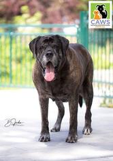 Mastiff Dogs for adoption in Salt Lake City, UT, USA