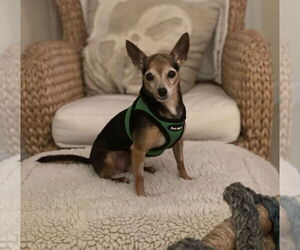 Chihuahua-Unknown Mix Dogs for adoption in Weston, FL, USA
