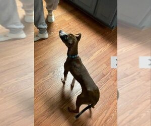 Italian Greyhound-Whippet Mix Dogs for adoption in Winston Salem, NC, USA