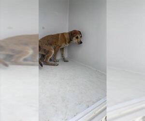 Golden Retriever-Unknown Mix Dogs for adoption in Houston, TX, USA