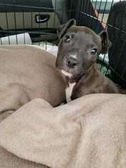 Medium Photo #1 American Staffordshire Terrier Puppy For Sale in Wenonah, NJ, USA