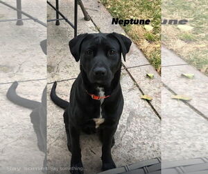 Medium Photo #2 Labrador Retriever-Unknown Mix Puppy For Sale in Doylestown, PA, USA