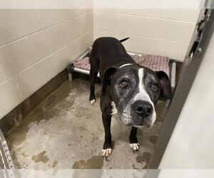 Bullboxer Pit Dogs for adoption in Jackson, CA, USA