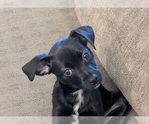 Chihuahua-Unknown Mix Dogs for adoption in Wheaton, IL, USA