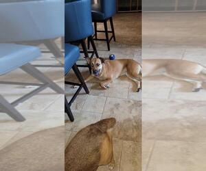 Labrador Retriever-Unknown Mix Dogs for adoption in Plainfield, IL, USA