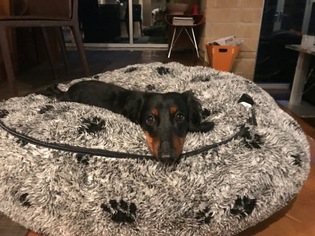 Dachshund Dogs for adoption in Indianapolis, IN, USA