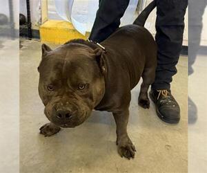 American Pit Bull Terrier Dogs for adoption in Camarillo, CA, USA