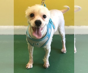 Maltese Dogs for adoption in Fort Pierce, FL, USA