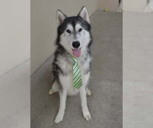 Alaskan Malamute-Unknown Mix Dogs for adoption in McKinney, TX, USA