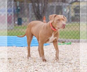 American Pit Bull Terrier-Unknown Mix Dogs for adoption in Waco, TX, USA