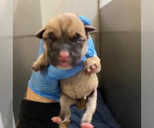 Mutt Dogs for adoption in Modesto, CA, USA