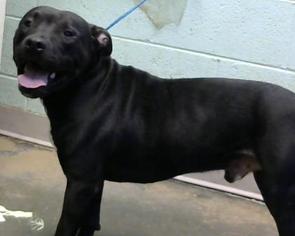 American Pit Bull Terrier-Labrador Retriever Mix Dogs for adoption in Decatur, GA, USA