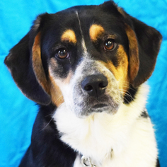 Bernese Mountain Dog Dogs for adoption in Huntley, IL, USA