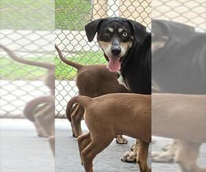 Labrador Retriever-Unknown Mix Dogs for adoption in Corpus Christi, TX, USA