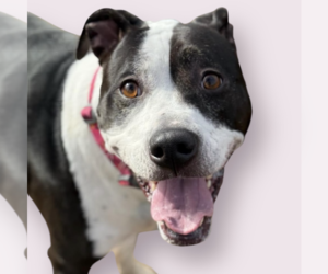 American Pit Bull Terrier-Unknown Mix Dogs for adoption in Rockville, MD, USA