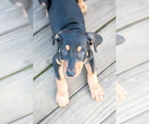 Mutt Dogs for adoption in Germantown, OH, USA