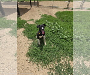 Mutt Dogs for adoption in Maquoketa, IA, USA