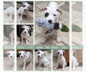 Mutt Dogs for adoption in Mesa, AZ, USA