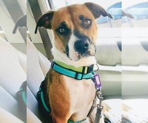 Boxer-Unknown Mix Dogs for adoption in Oro Valley, AZ, USA