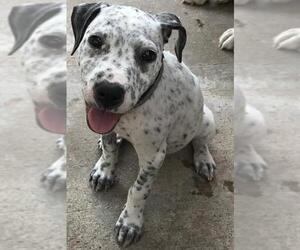 Medium Photo #1 Dalmatian-Unknown Mix Puppy For Sale in Tom Bean, TX, USA