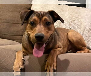Mutt Dogs for adoption in Woodbury, NY, USA