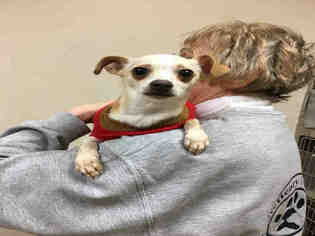 Chihuahua Dogs for adoption in Crystal Lake , IL, USA