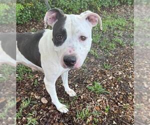 American Staffordshire Terrier Dogs for adoption in Fort Lauderdale, FL, USA