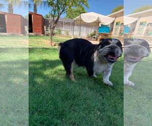 Bulldog Dogs for adoption in Los Banos, CA, USA