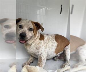 Basset Hound-Unknown Mix Dogs for adoption in Houston, TX, USA