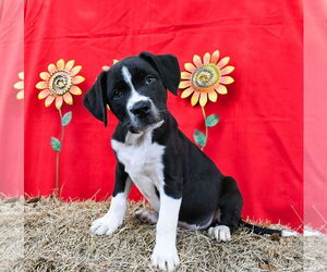 Bulldog-Labrador Retriever Mix Dogs for adoption in Wetumpka, AL, USA