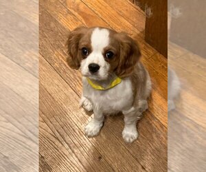 Medium Photo #1 Cavalier King Charles Spaniel Puppy For Sale in Mukwonago, WI, USA