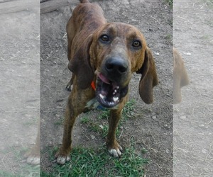 Plott Hound Dogs for adoption in Stockport, OH, USA