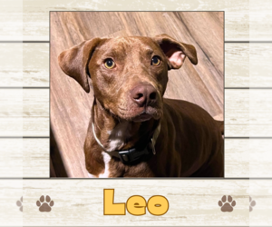 Labrador Retriever Dogs for adoption in Limerick, ME, USA