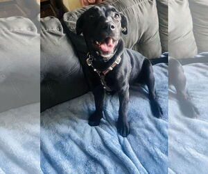 Labrador Retriever-Unknown Mix Dogs for adoption in Princeton, MN, USA