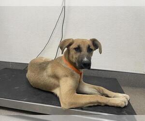 Black Mouth Cur-Unknown Mix Dogs for adoption in HESPERIA, CA, USA