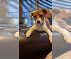 Cheagle Dogs for adoption in Macon, MO, USA