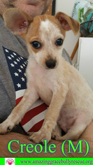 Chihuahua Dogs for adoption in Pensacola, FL, USA
