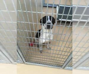 Pointer Dogs for adoption in Saint Charles, MO, USA