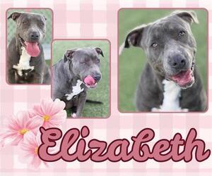 Mutt Dogs for adoption in Pearland, TX, USA