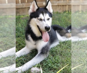 Alaskan Husky Dogs for adoption in Euless, TX, USA