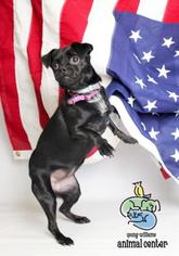 Pug Dogs for adoption in Knoxville, TN, USA