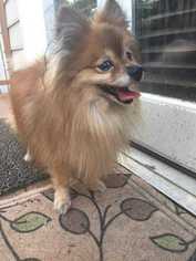 Pomeranian Dogs for adoption in Durham, NC, USA