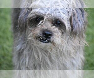Shih Tzu Dogs for adoption in Sarasota, FL, USA