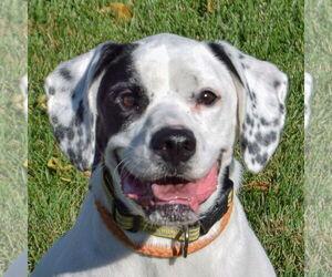 Boxer-Pointer Mix Dogs for adoption in Huntley, IL, USA