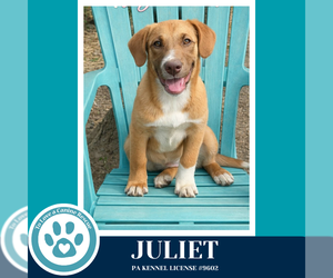 Labrador Retriever-Unknown Mix Dogs for adoption in Kimberton, PA, USA