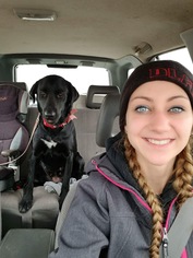 Labrador Retriever-Unknown Mix Dogs for adoption in Detroit Lakes, MN, USA