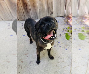 Pug-Unknown Mix Dogs for adoption in Marina Del Rey, CA, USA