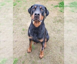 Rottweiler Dogs for adoption in Bakersfield, CA, USA